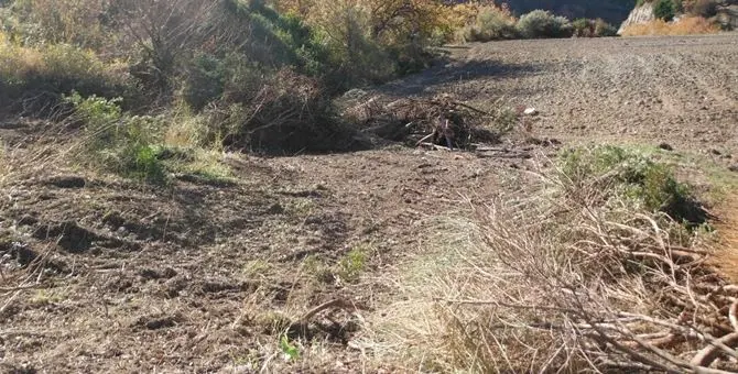 Mesoraca, estirpata macchia mediterranea senza autorizzazione