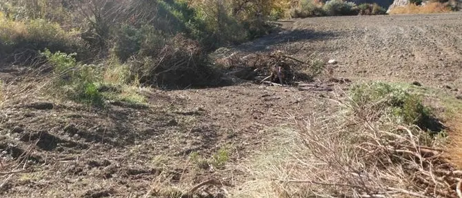 Mesoraca, estirpata macchia mediterranea senza autorizzazione