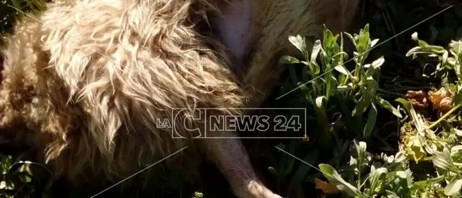 Pericolo cinghiali all’Università della Calabria