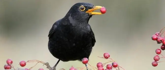 Dalla merla alla marmotta, quando a prevedere i capricci del tempo sono gli animali (VIDEO)