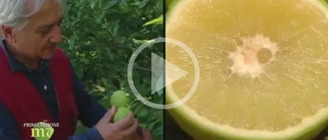 Sua maestà il bergamotto: a Melaverde i prodotti made in Calabria (VIDEO)