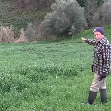 Sos cinghiali nel Vibonese: agricoltori in ginocchio (VIDEO)
