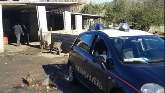 Allevamenti irregolari nel Reggino: sequestrati 7 ovini e 46 suini