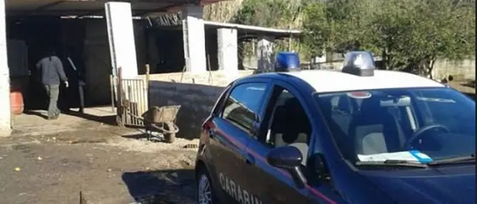 Allevamenti irregolari nel Reggino: sequestrati 7 ovini e 46 suini