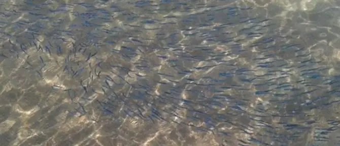 Comune di Paola, istituita la commissione “Mare pulito”