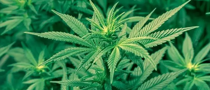 Curavano oltre mille piante di marijuana, tre indagati a Gioiosa Jonica