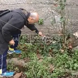 Cittanova, per nonna Concetta nessuna clemenza (VIDEO)