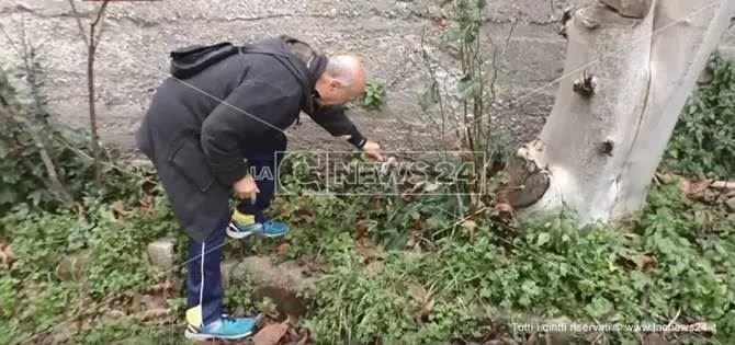 Cittanova, per nonna Concetta nessuna clemenza (VIDEO)