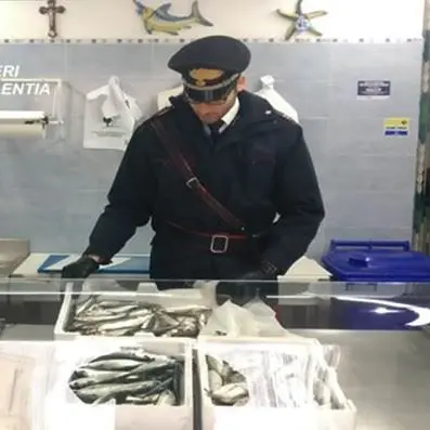 Santa Domenica di Ricadi, sequestrati 11 chili di pesce