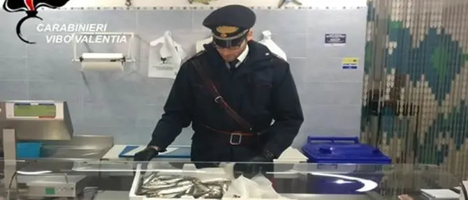 Santa Domenica di Ricadi, sequestrati 11 chili di pesce