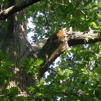 Cade da albero mentre taglia rami, un morto nel Cosentino