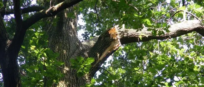 Cade da albero mentre taglia rami, un morto nel Cosentino