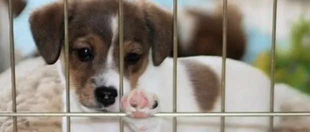 Fuscaldo, cuccioli di cane salvati da una casa in fiamme