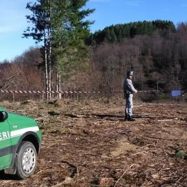 Taglio abusivo di alberi, sequestrata area ad Acri