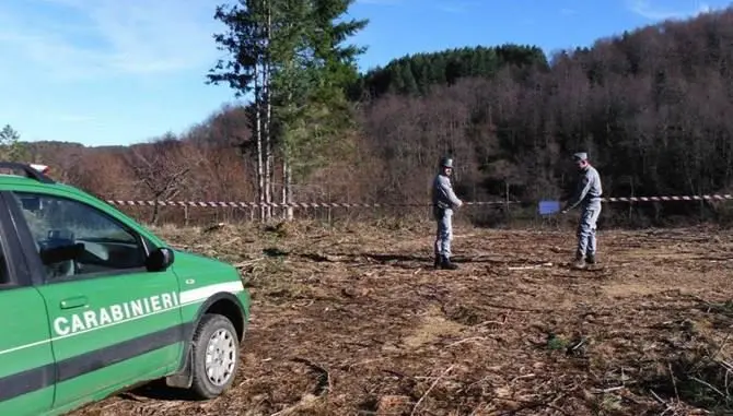 Taglio abusivo di alberi, sequestrata area ad Acri