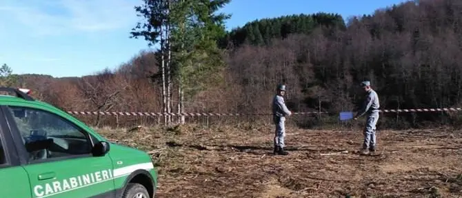 Taglio abusivo di alberi, sequestrata area ad Acri