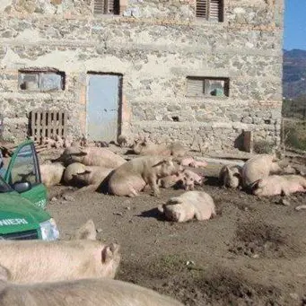 Taverna, sequestrato un allevamento di suini: sanzioni per 10mila euro