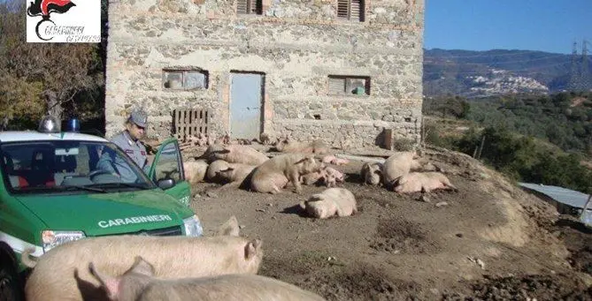 Taverna, sequestrato un allevamento di suini: sanzioni per 10mila euro