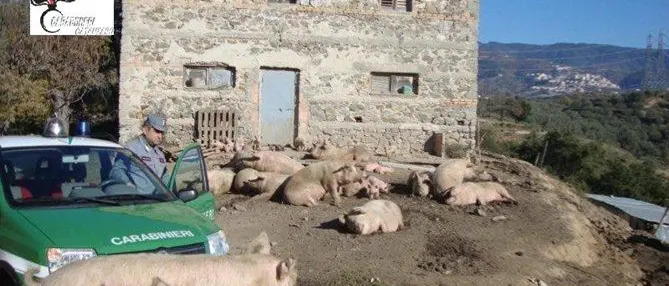 Taverna, sequestrato un allevamento di suini: sanzioni per 10mila euro