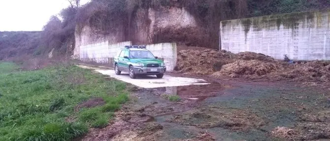 Smaltisce illecitamente rifiuti zootecnici, denunciato allevatore di Spilinga