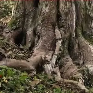 I giganti di Calabria: viaggio tra gli alberi secolari nel cuore delle Serre (FOTO-VIDEO)