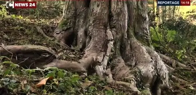 I giganti di Calabria: viaggio tra gli alberi secolari nel cuore delle Serre (FOTO-VIDEO)