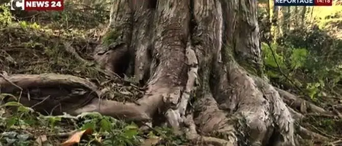 I giganti di Calabria: viaggio tra gli alberi secolari nel cuore delle Serre (FOTO-VIDEO)