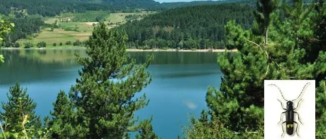 Parco dell'Aspromonte, scoperta una nuova specie di insetto