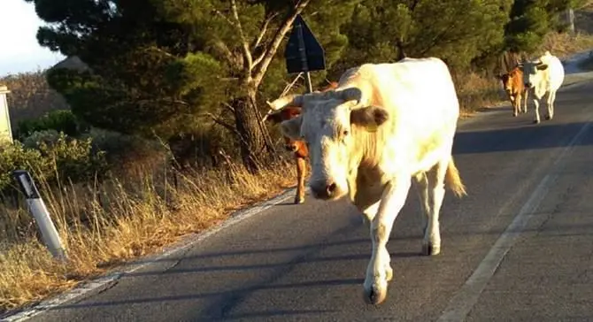 Mucche a passeggio nei boschi di Savelli, sanzionato allevatore