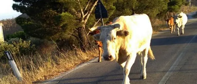 Mucche a passeggio nei boschi di Savelli, sanzionato allevatore