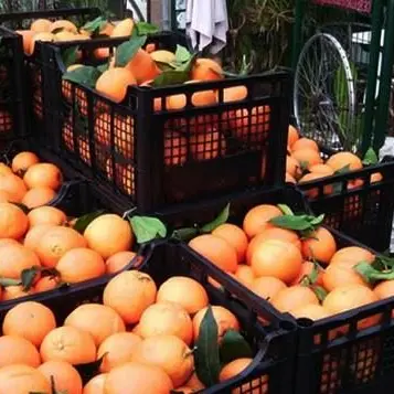 Operazione anticaporalato, sette persone denunciate dalla Finanza