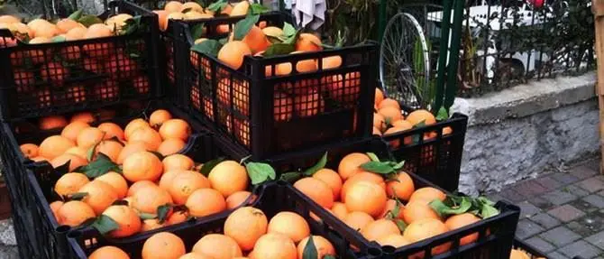 Operazione anticaporalato, sette persone denunciate dalla Finanza