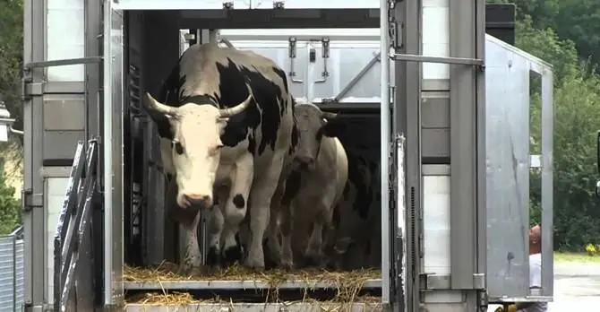 Compravano suini e bovini all’estero e non pagavano le tasse, denunciati