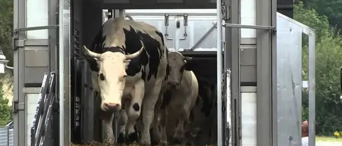 Compravano suini e bovini all’estero e non pagavano le tasse, denunciati