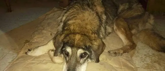 Morta Shira, la lupa del Pollino più vecchia d'Italia (VIDEO)