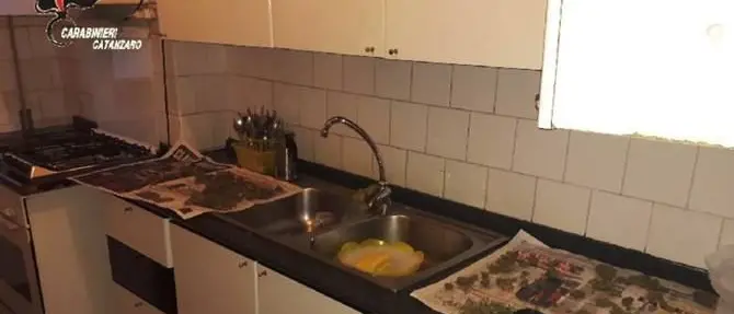 Un laboratorio per la marijuana in cucina, arrestati due fratelli