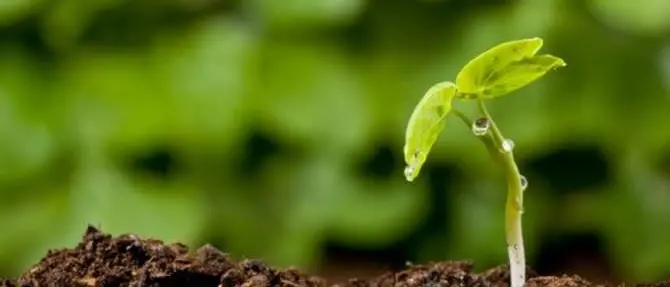 Reggio riparte dalle radici: nasce la “Banca delle terre abbandonate o incolte”