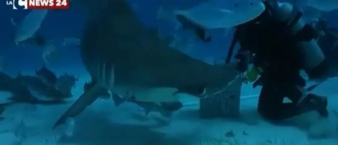 Roberta La Rosa, la biologa calabrese che sfama gli squali