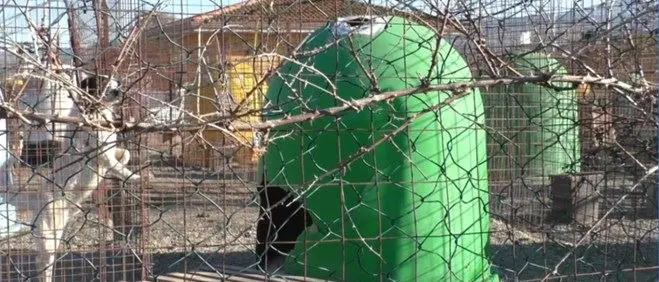 Movimento animalista: “Stop a nuovi ingressi nel canile di Lamezia”