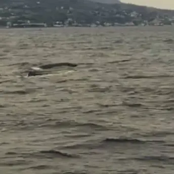 Il passaggio dei capodogli incanta Saline Joniche (VIDEO)