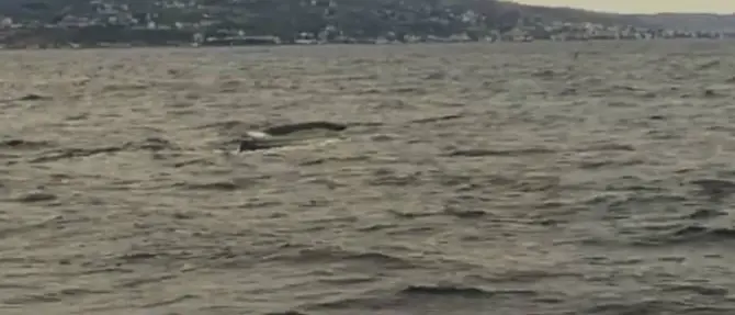 Il passaggio dei capodogli incanta Saline Joniche (VIDEO)