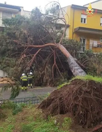 Albero cade su strada e urta un palazzo, paura a Sambiase