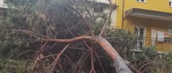 Albero cade su strada e urta un palazzo, paura a Sambiase