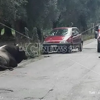 Paura durante l’operazione per catturare le vacche sacre, auto travolge un grosso bovino (VIDEO)