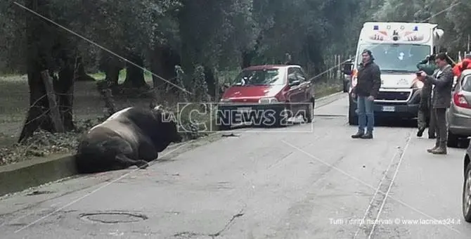 Paura durante l’operazione per catturare le vacche sacre, auto travolge un grosso bovino (VIDEO)