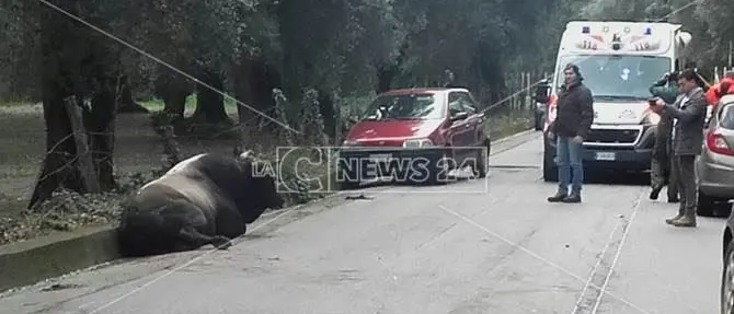 Paura durante l’operazione per catturare le vacche sacre, auto travolge un grosso bovino (VIDEO)
