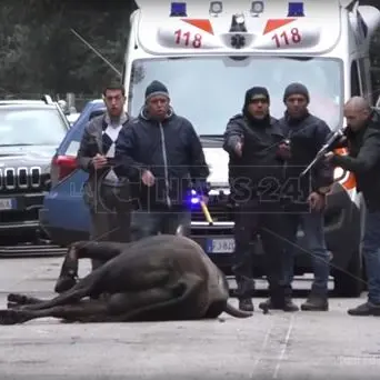 Finito in strada a colpi di fucile il toro che si è scontrato con un’auto a Cittanova (VIDEO ESCLUSIVO)