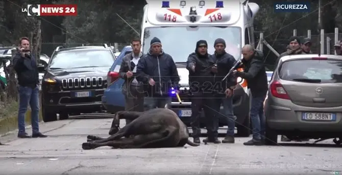 Finito in strada a colpi di fucile il toro che si è scontrato con un’auto a Cittanova (VIDEO ESCLUSIVO)