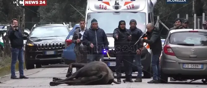 Finito in strada a colpi di fucile il toro che si è scontrato con un’auto a Cittanova (VIDEO ESCLUSIVO)