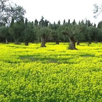 Arriva la stagione delle “susamelle”, la pianta che da bambini ci toglieva la sete